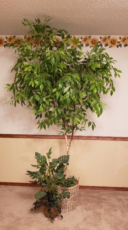 lot 3200 image: Large Faux Tree (90  tall) in wicker basket and Faux Plant in Brass Pot
