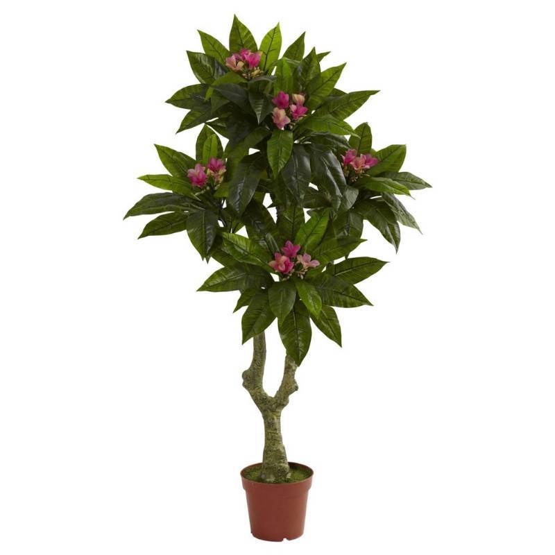 lot 3198 image: 5-foot Plumeria Tree