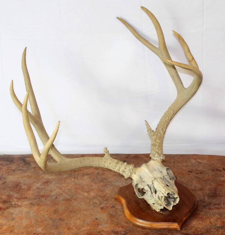 lot 41 image: Deer Skull with antlers