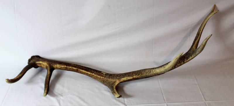lot 43 image: Elk Antler