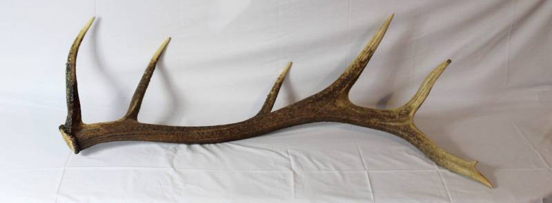 lot 44 image: Elk Antler
