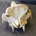 【b-19】 Wild boar's tusk / 朱殷のホワイトハーツ b-19】 Wild boar's tusk / 朱殷のホワイトハーツ