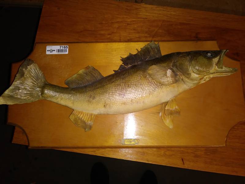 lot 7165 image: Mounted fish wall decor.