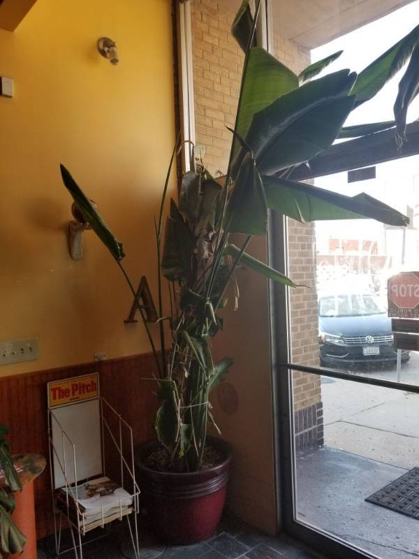 lot 9714 image: (2) Very Large Live Plants