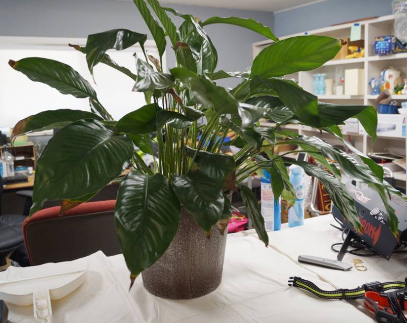 lot 4140 image: Plant with Pot