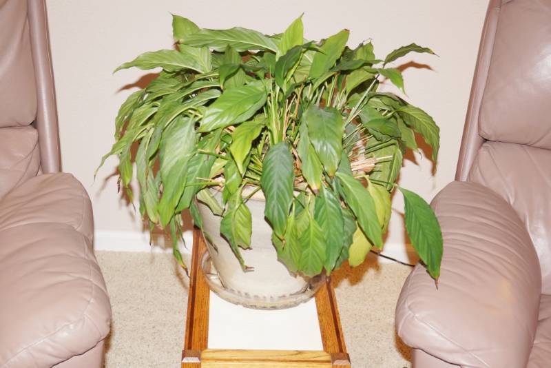 lot 1432 image: Beautiful House Plant w awesome stoneware pot