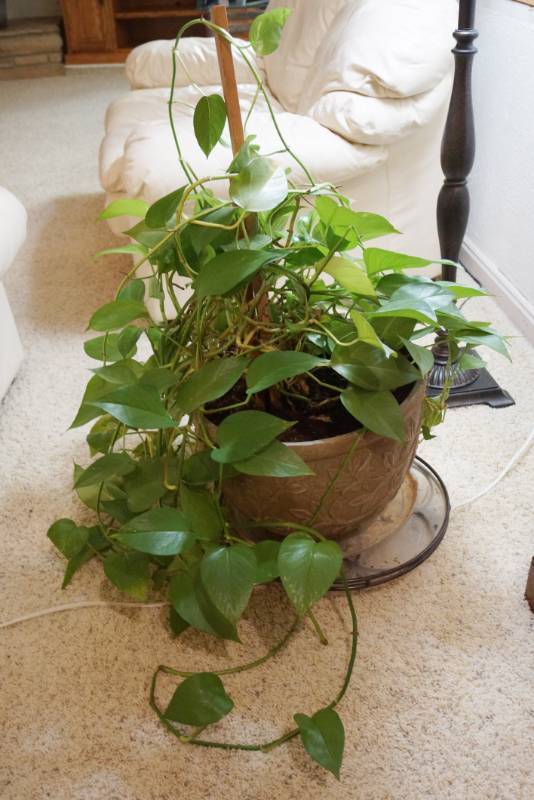 lot 1449 image: Gorgeous, Healthy House Plant in rolling plant pot