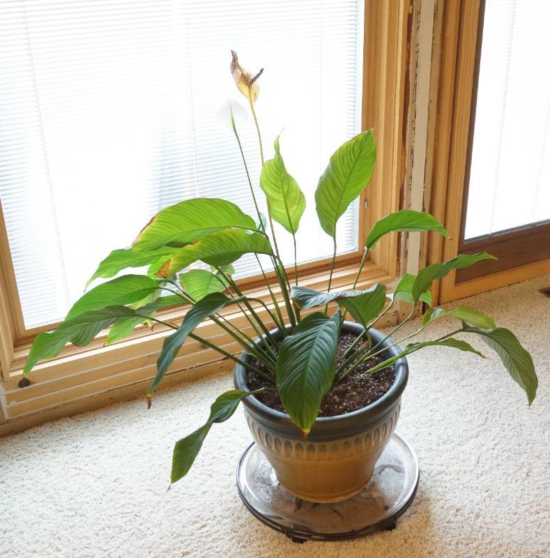 lot 1458 image: Large, healthy houseplant in a rolling plant pot COOL
