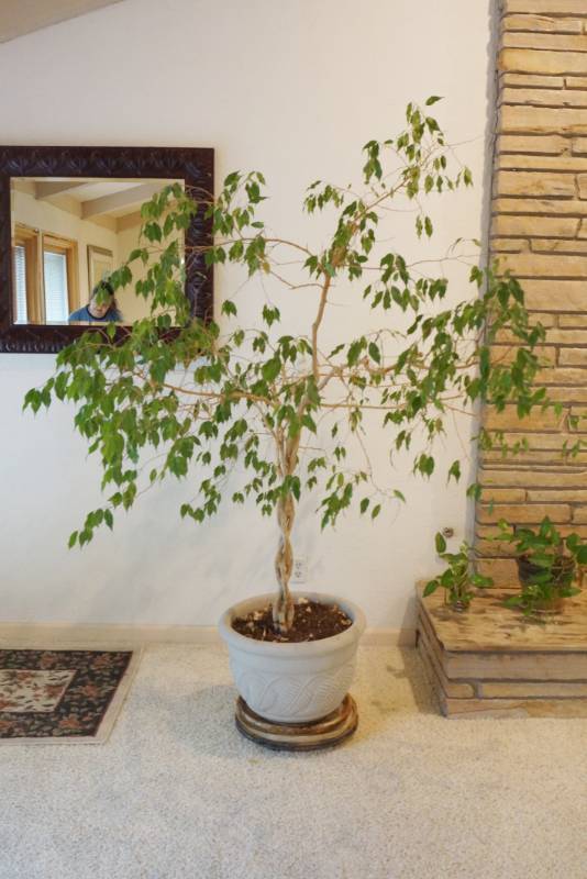 lot 1459 image: Tall Ficus Tree - In a neat pot with a rolling stand under it - Bring help to load. Its heavy