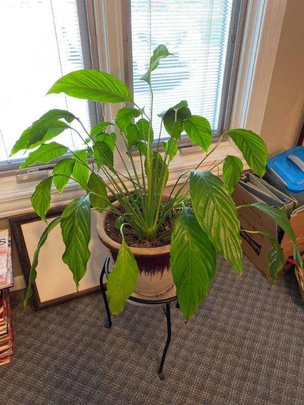 lot 3430 image: Nice, Healthy House Plant on a wrought iron stand