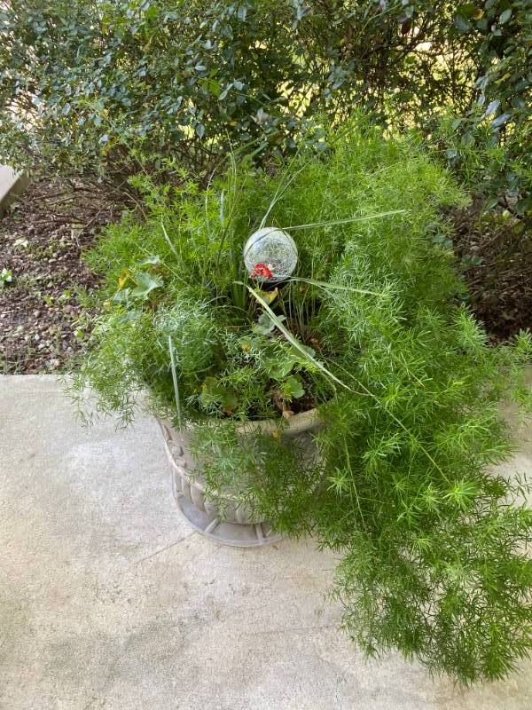 lot 8000 image: Beautiful Large House Plant - In pot