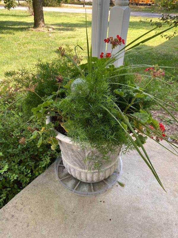 lot 8001 image: Beautiful large House Plant - In pot