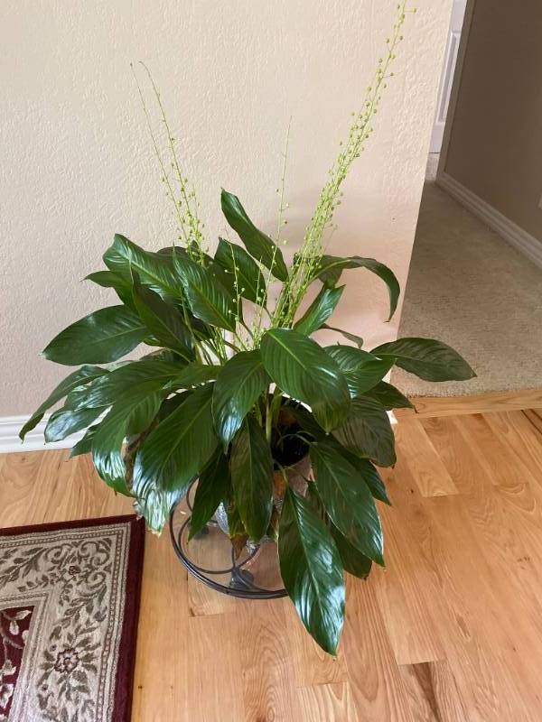 lot 8002 image: Beautiful Large House Plant - In pot
