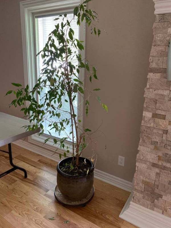 lot 8003 image: Real Ficus Tree - In a Neat Plater Pot- Bring help to load, its heavy