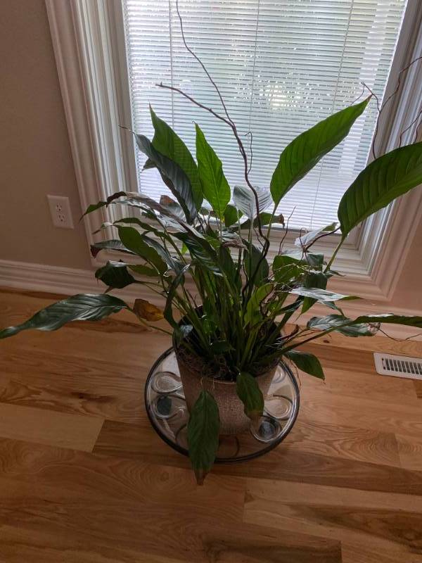 lot 8004 image: Beautiful Large House Plant - In pot