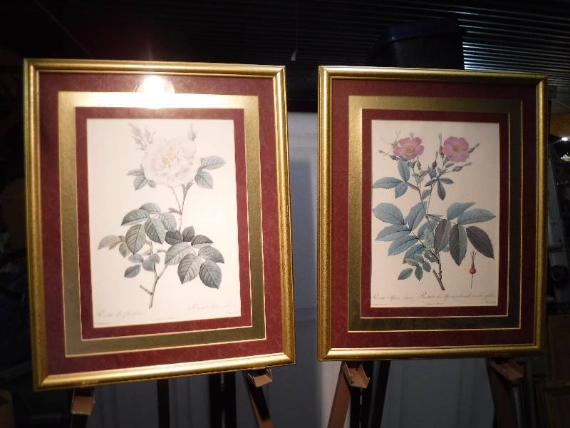 lot 7310 image: Rosa alba flore pleno and Rosa Alpina Lavis Framed rose prints