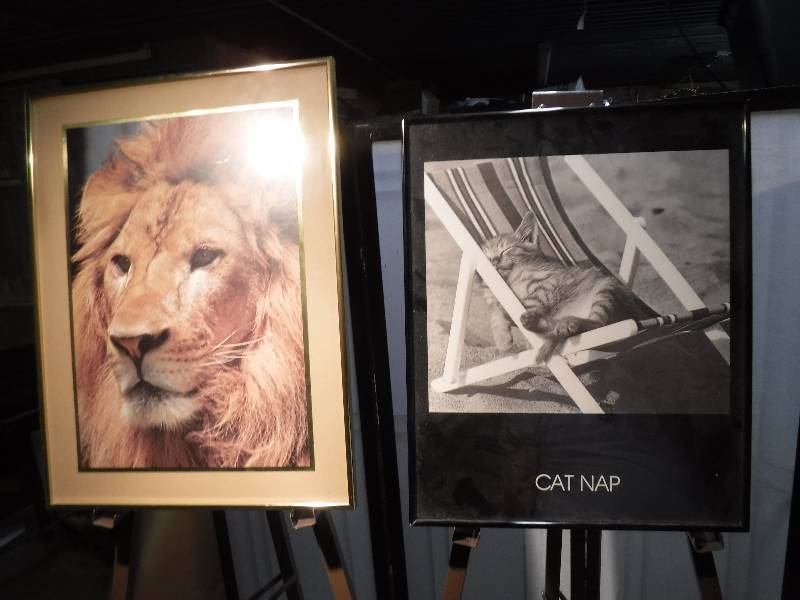 lot 7323 image: Framed Lion picture and cat nap picture