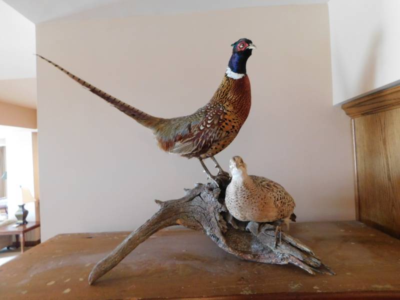 lot 3334 image: 2 Pheasant Taxidermed Art Display