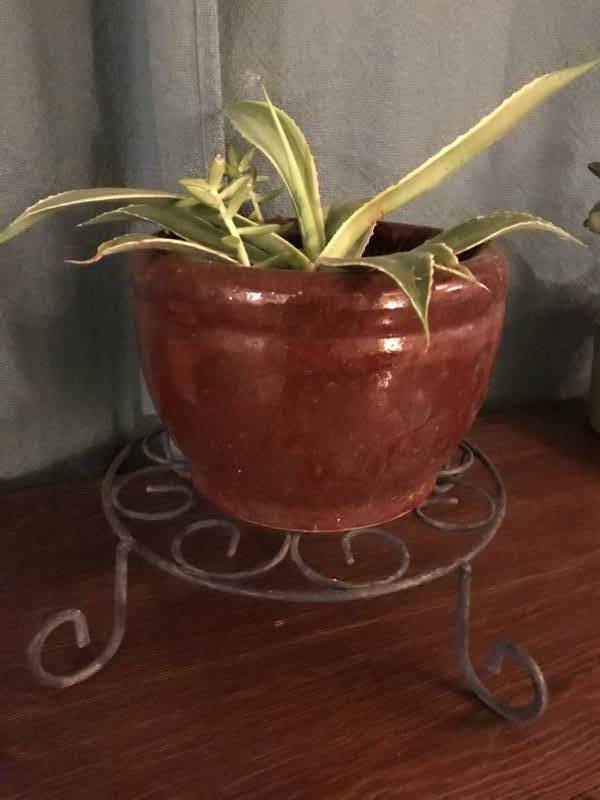 lot 2026 image: Potted succulents with metal plant stand