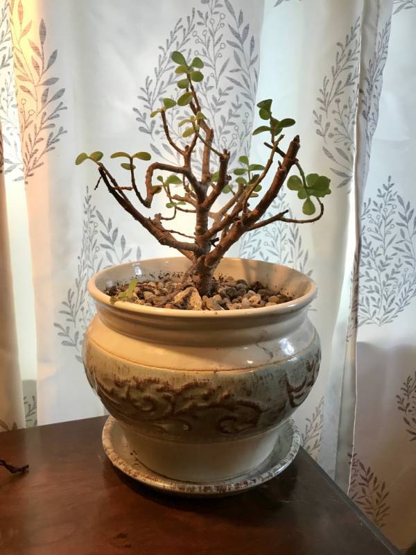 lot 2115 image: Beautiful Planter and Jade Tree