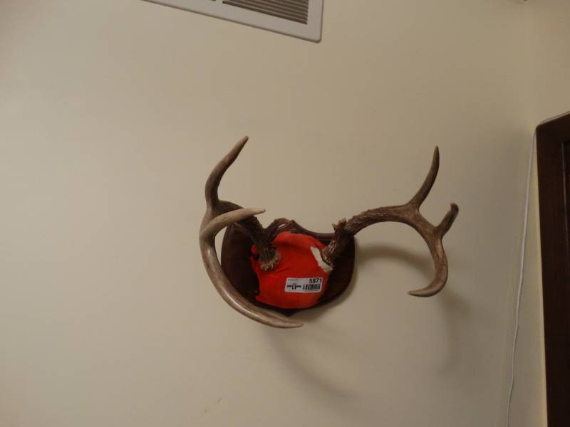 lot 5871 image: Antler mount