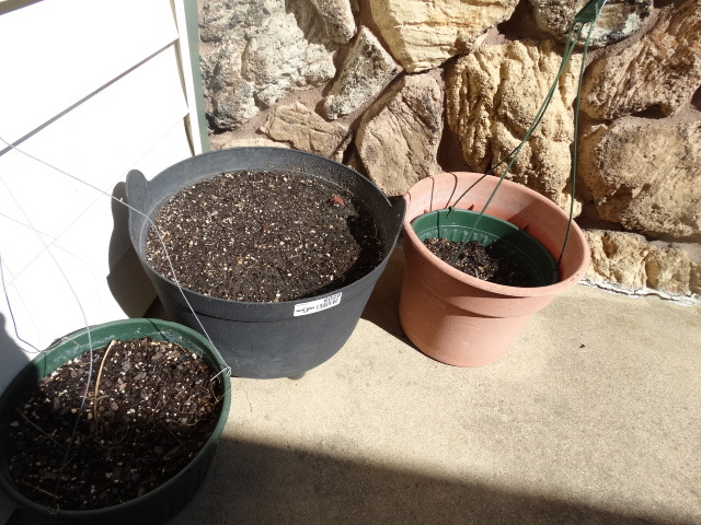 lot 6026 image: Planters & live plant