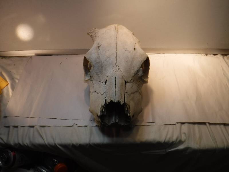 lot 8222 image: Partial bull skull