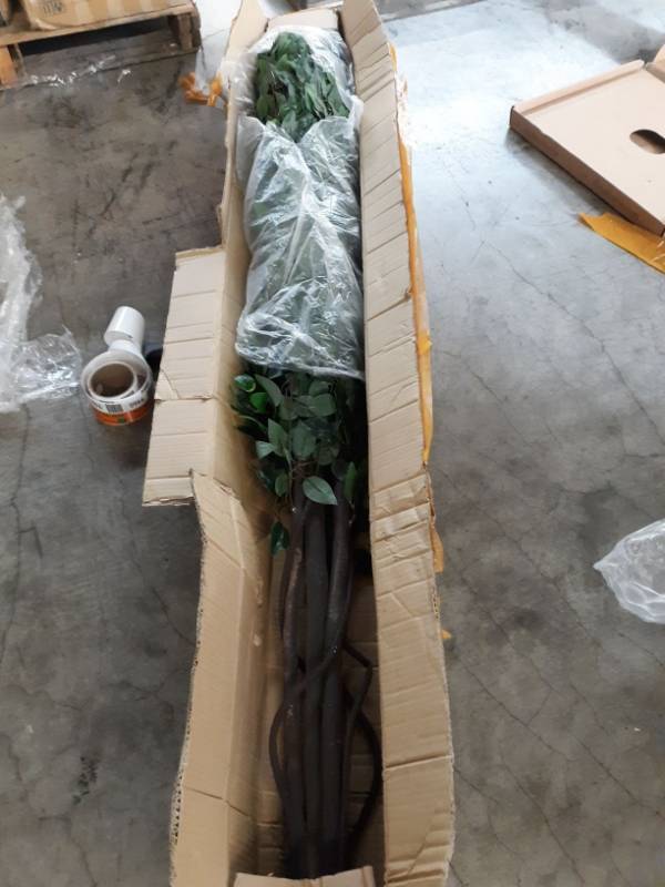 lot 9460 image: Ficus Plant