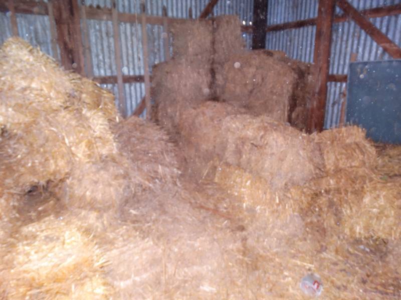 lot 7936 image: Large amount of square bales of straw