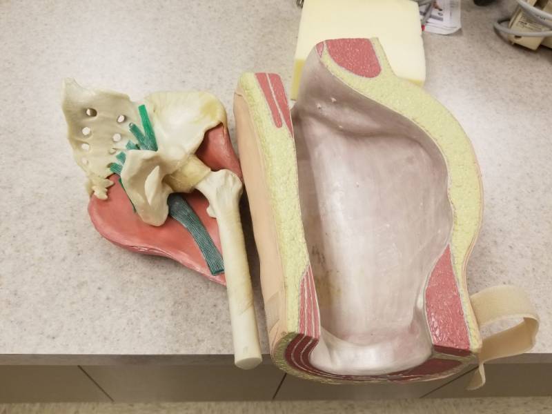 lot 3920 image: Pelvis Model