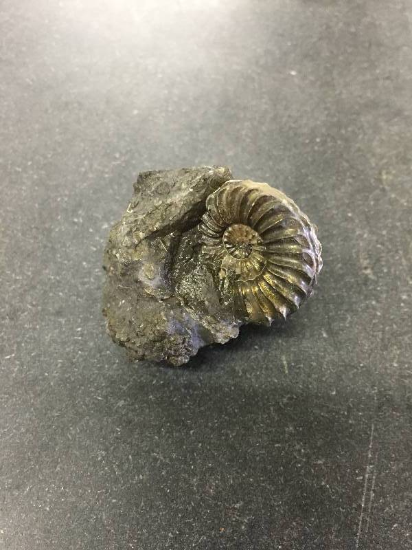 lot 3408 image: Fossilized Ammonities