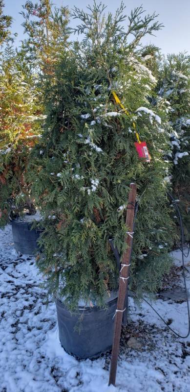 lot 1889 image: Techny Eastern Redcedar 25 gallon pot