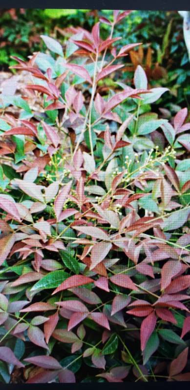lot 1890 image: Nandina Flirt 3 gallon pot