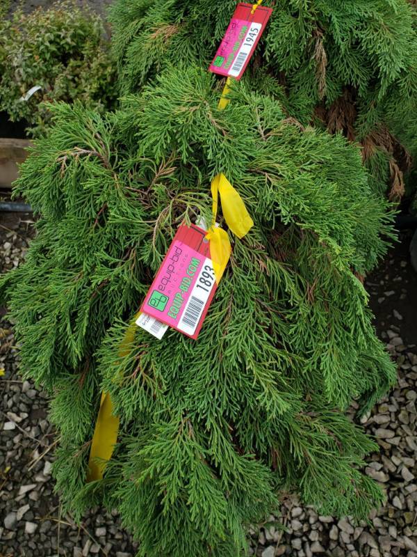 lot 1893 image: Russian Cypress Standard Tree 5 gallon pot