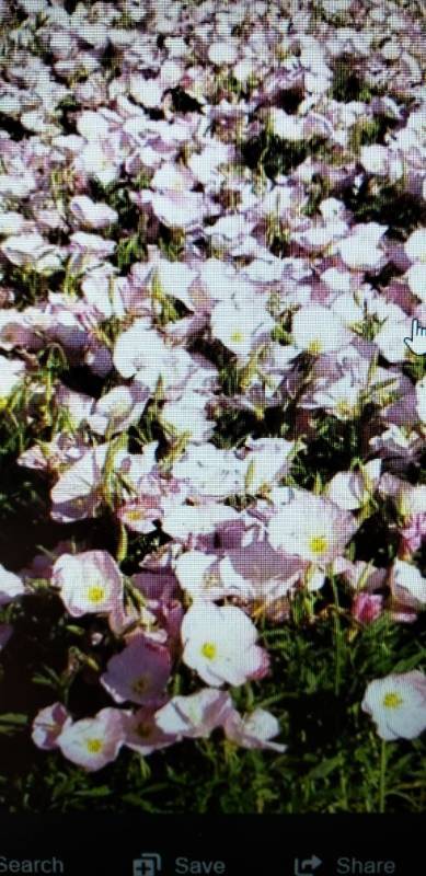 lot 1897 image: Twilight Evening Primrose 1 gallon pot