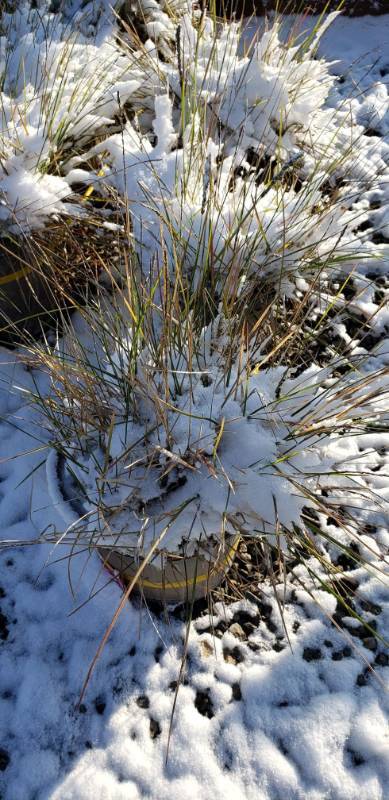 lot 1900 image: Autumn Moor Grass 2 gallon pot