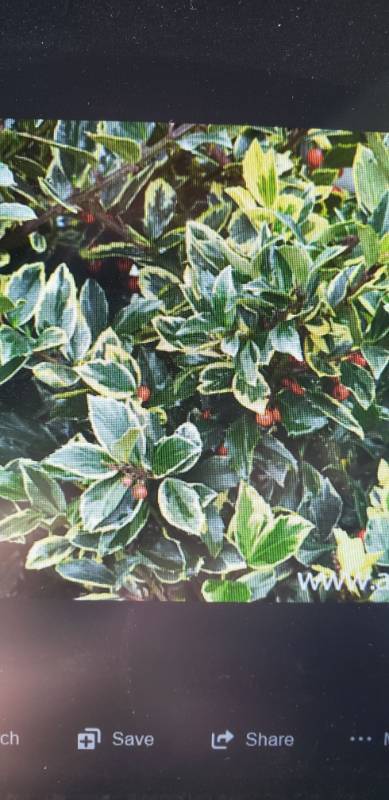 lot 1901 image: Honeymaid Holly 6 gallon container