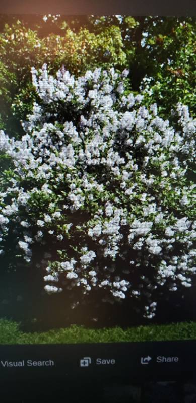 lot 1908 image: Miss Kim Lilac 2 gallon pot