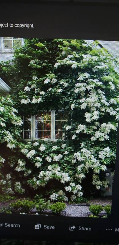 lot 1920 image: Climbing Hydrangea 5 gallon pot.