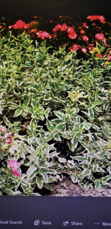 lot 1923 image: Cool Splash Honeysuckle 3 gallon pot