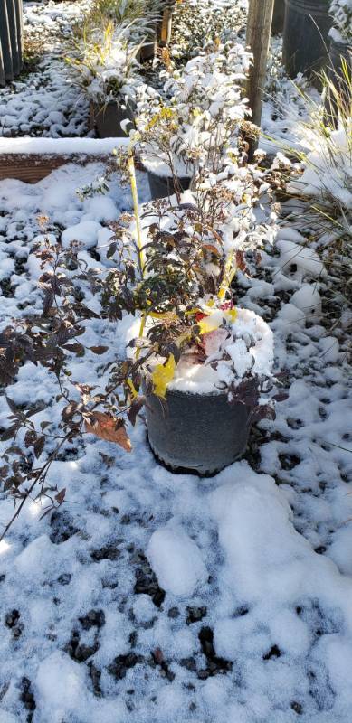 lot 1927 image: Anthony Waterer Spirea 2 gallon pot
