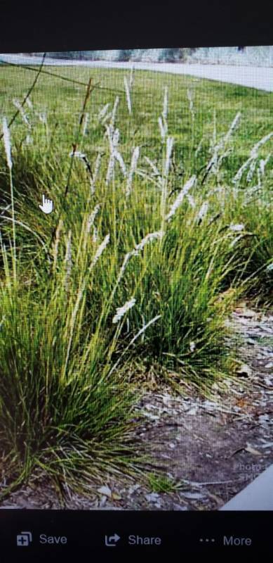 lot 1928 image: Autumn Moor Grass 2 gallon pot