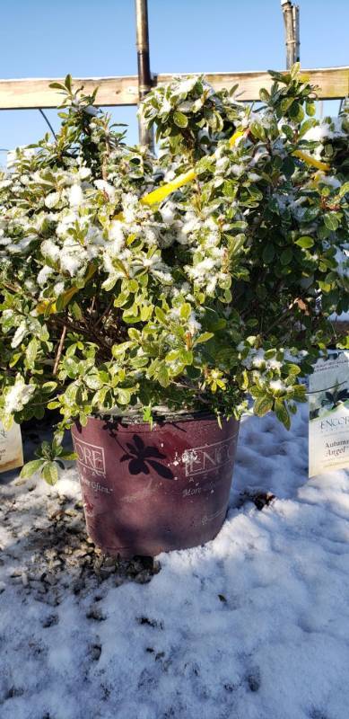 lot 1933 image: Autumn Twist Azalea 3 gallon pot