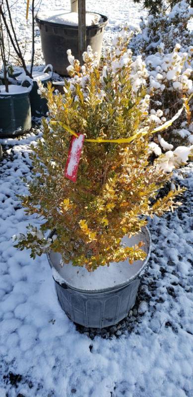 lot 1956 image: Green Mountain Boxwood 10 gallon pot