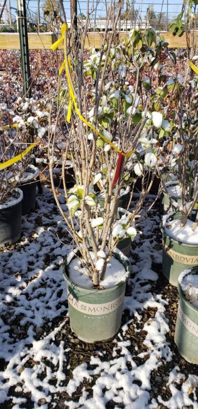 lot 1957 image: Old Fashioned Lilac 5 gallon pot