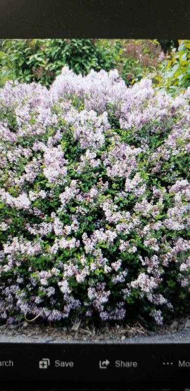 lot 1959 image: Korean Lilac 5 gallon pot
