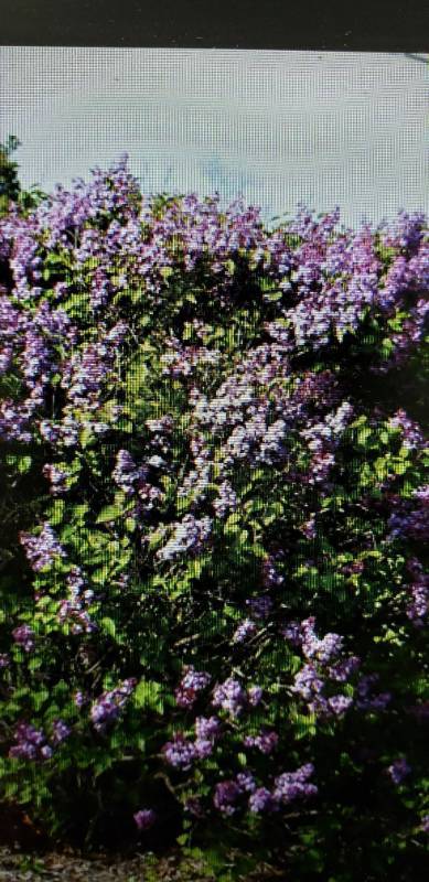 lot 1961 image: Old Fashioned Lilac 5 gallon pot