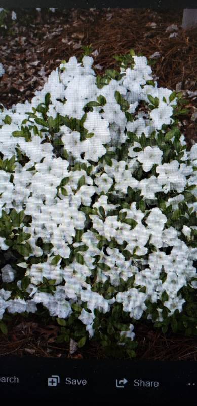lot 1965 image: Autumn Angel Azalea 3 gallon pot