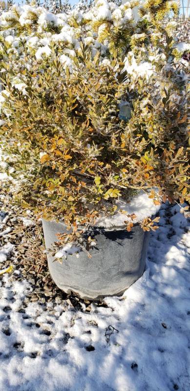 lot 1967 image: Green Velvet Boxwood 7 gallon pot