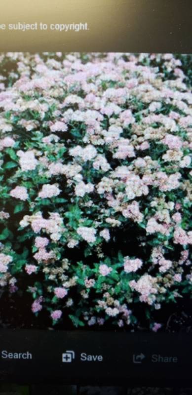 lot 1971 image: Little Princess Spirea 2 gallon pot